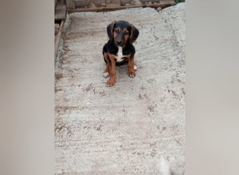 Mala – Welpe sucht liebevolles Zuhause