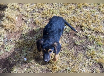 Mala – Welpe sucht liebevolles Zuhause