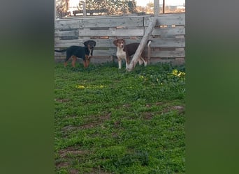 Mala – Welpe sucht liebevolles Zuhause