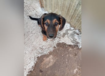 Mala – Welpe sucht liebevolles Zuhause