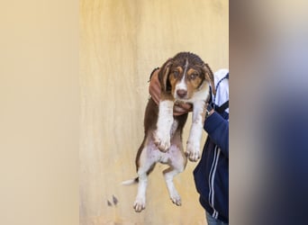 Piet – junger Welpe sucht liebevolles Zuhause