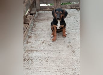 Mala – Welpe sucht liebevolles Zuhause