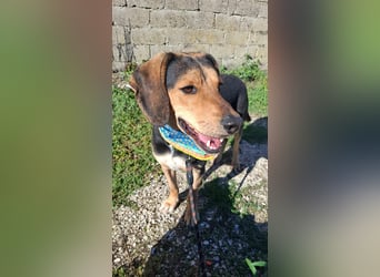 Ares: Jagdhund-Mix auf der Suche nach Glück