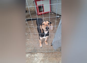 Ares: Jagdhund-Mix auf der Suche nach Glück