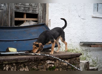 Ares: Jagdhund-Mix auf der Suche nach Glück