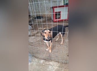 Ares: Jagdhund-Mix auf der Suche nach Glück