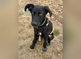 Kinderlieber junger Familienhund, 7Mon., gepflegt, mittelgroß, stubenrein