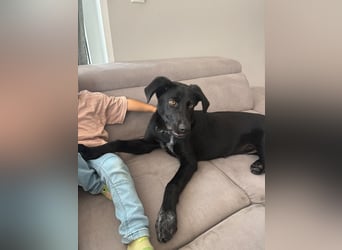 Kinderlieber junger Familienhund, 7Mon., gepflegt, mittelgroß, stubenrein