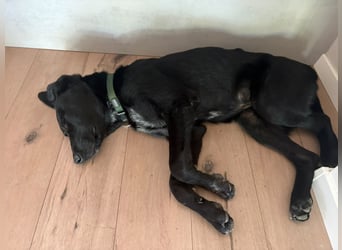 Kinderlieber junger Familienhund, 7Mon., gepflegt, mittelgroß, stubenrein