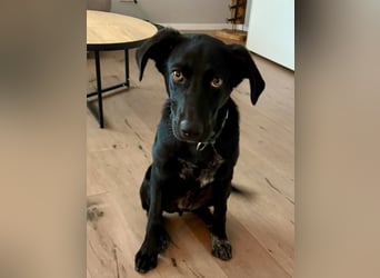 Kinderlieber junger Familienhund, 7Mon., gepflegt, mittelgroß, stubenrein