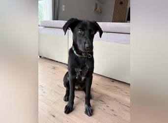 Kinderlieber junger Familienhund, 7Mon., gepflegt, mittelgroß, stubenrein