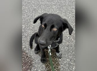 Kinderlieber junger Familienhund, 7Mon., gepflegt, mittelgroß, stubenrein