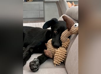 Kinderlieber junger Familienhund, 7Mon., gepflegt, mittelgroß, stubenrein