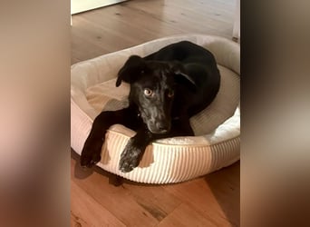 Kinderlieber junger Familienhund, 7Mon., gepflegt, mittelgroß, stubenrein