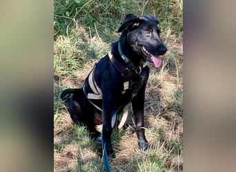 Kinderlieber junger Familienhund, 7Mon., gepflegt, mittelgroß, stubenrein