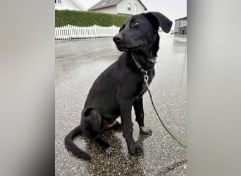 Kinderlieber junger Familienhund, 7Mon., gepflegt, mittelgroß, stubenrein