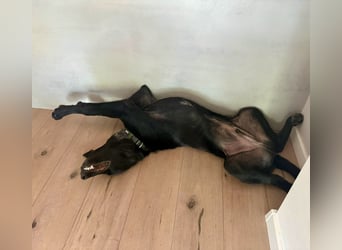 Kinderlieber junger Familienhund, 7Mon., gepflegt, mittelgroß, stubenrein