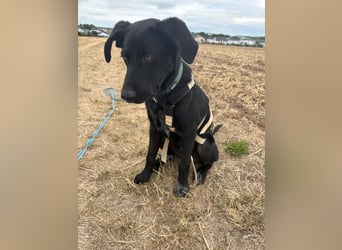 Kinderlieber junger Familienhund, 7Mon., gepflegt, mittelgroß, stubenrein