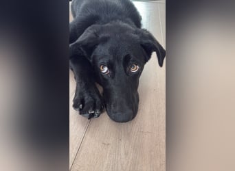Kinderlieber junger Familienhund, 7Mon., gepflegt, mittelgroß, stubenrein