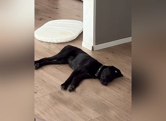 Kinderlieber junger Familienhund, 7Mon., gepflegt, mittelgroß, stubenrein