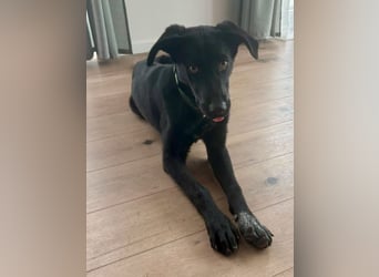 Kinderlieber junger Familienhund, 7Mon., gepflegt, mittelgroß, stubenrein