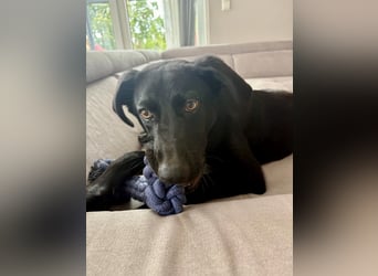 Kinderlieber junger Familienhund, 7Mon., gepflegt, mittelgroß, stubenrein