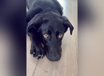 Kinderlieber junger Familienhund, 7Mon., gepflegt, mittelgroß, stubenrein