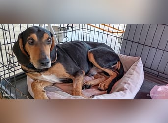 Alkis, liebenswert und wunderschöner JagdhundMix