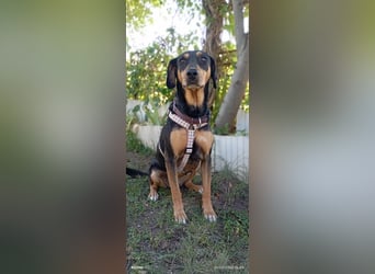 Liebenswerte Roza, JagdhundMix