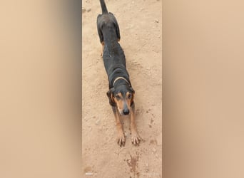 Alkis, liebenswert und wunderschöner JagdhundMix