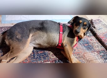Liebenswerte Roza, JagdhundMix