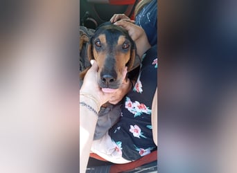 Alkis, liebenswert und wunderschöner JagdhundMix