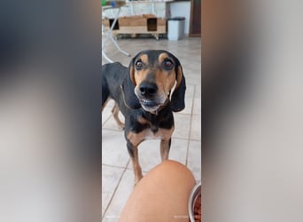 Alkis, liebenswert und wunderschöner JagdhundMix