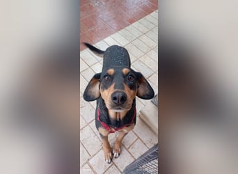 Liebenswerte Roza, JagdhundMix