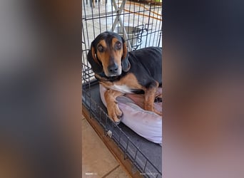 Alkis, liebenswert und wunderschöner JagdhundMix