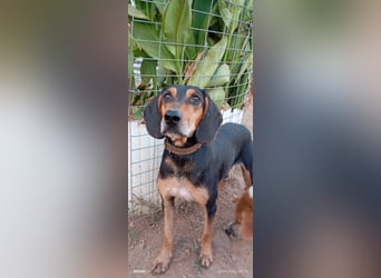 Alkis, liebenswert und wunderschöner JagdhundMix