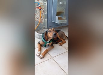 Hope, die freundliche griechische Laufhündin