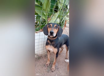 Alkis, liebenswert und wunderschöner JagdhundMix