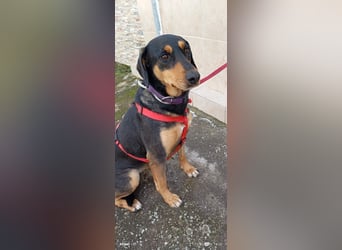 Liebenswerte Roza, JagdhundMix