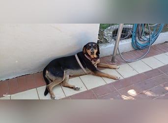Liebenswerte Roza, JagdhundMix