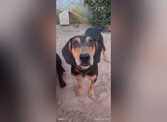 Alkis, liebenswert und wunderschöner JagdhundMix