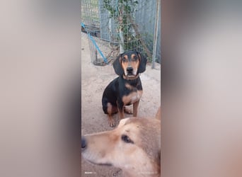 Alkis, liebenswert und wunderschöner JagdhundMix