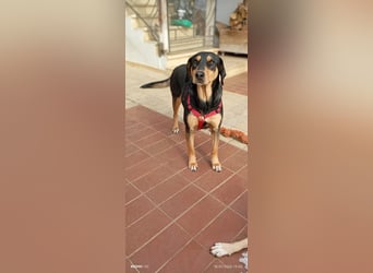 Liebenswerte Roza, JagdhundMix