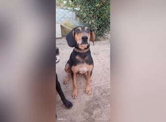 Alkis, liebenswert und wunderschöner JagdhundMix