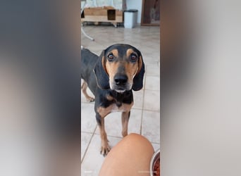 Alkis, liebenswert und wunderschöner JagdhundMix