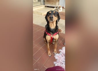 Liebenswerte Roza, JagdhundMix