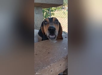 Alkis, liebenswert und wunderschöner JagdhundMix