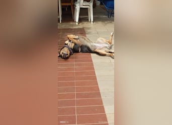 Liebenswerte Roza, JagdhundMix