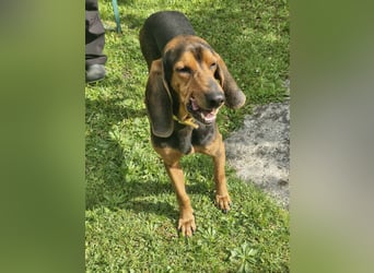 Joschi, fröhlich, menschenbezogen und sozial sucht Traumzuhause