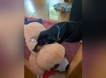 Kiki: Lebensfrohe Junghündin sucht ihr Glück
